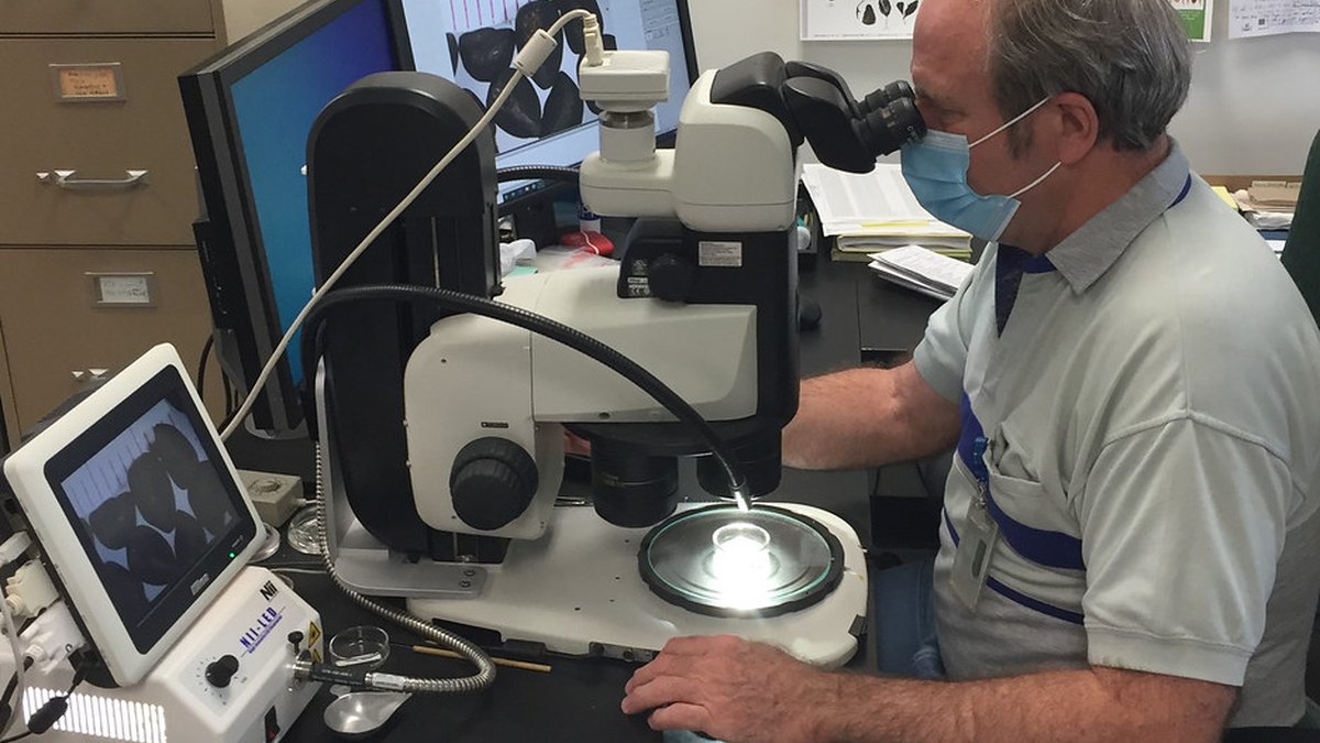 A researcher working at a laboratory microscope — the everyday, unglamorous science little pharma wants kept open; a Panacea Bio Chem lil-pharma feature by Bogdan Dicoias